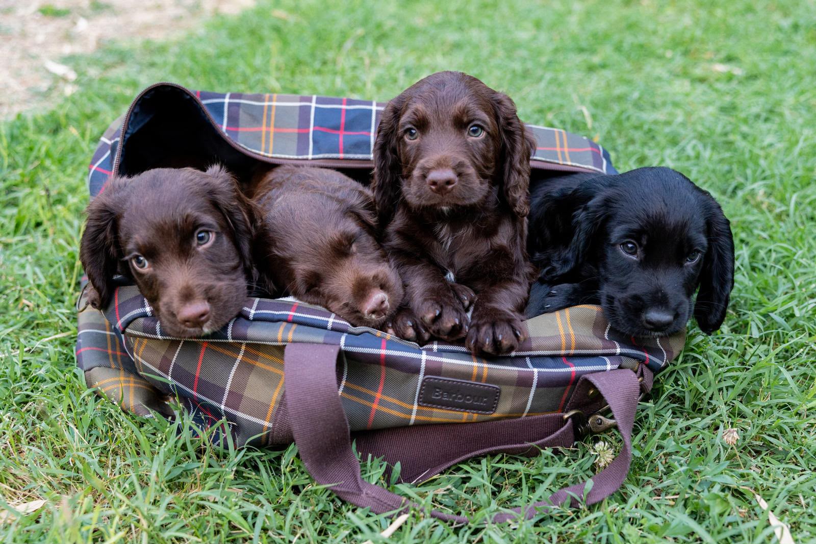 Tre cani insieme in una borsa da viaggio, ritratti all’aperto